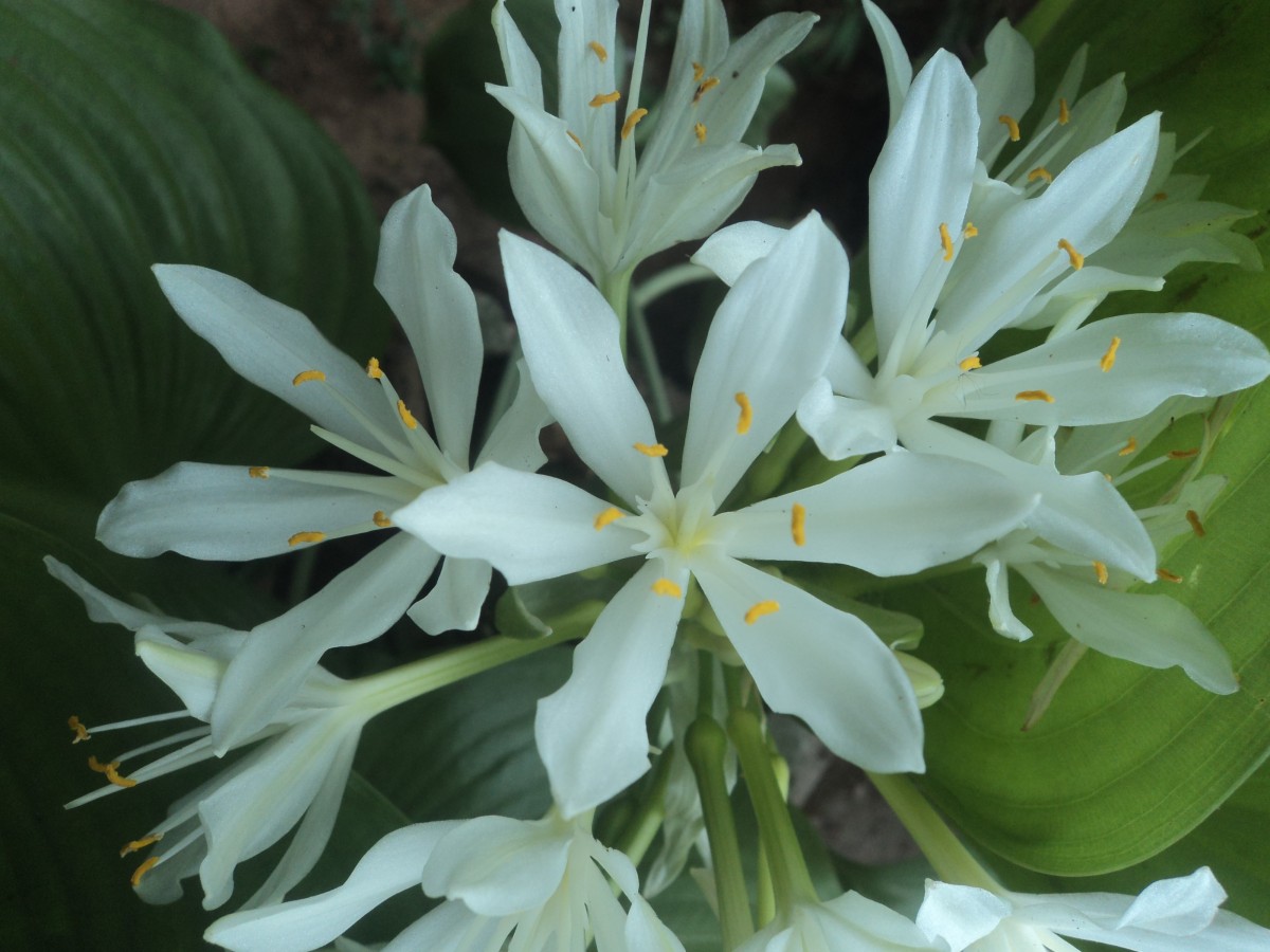 Proiphys amboinensis (L.) Herb.